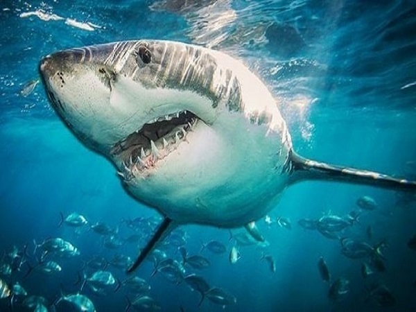 Mơ thấy cá mập có điềm báo gì và đánh số nào trúng?