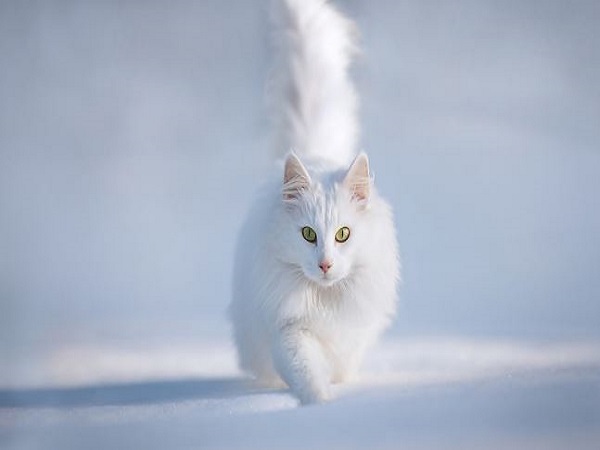 Mơ thấy mèo trắng có điềm báo gì và đánh số nào?