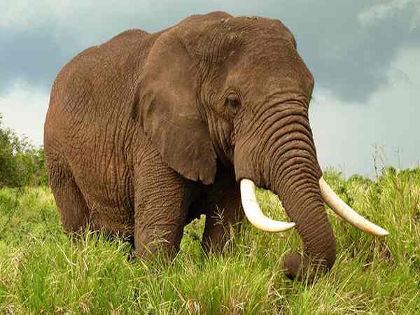 Mơ thấy voi có điềm báo gì, giải mã giấc mơ con voi?