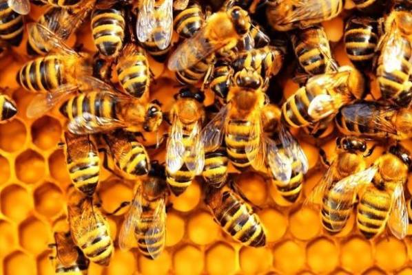 Mơ thấy ong có điềm báo gì và đánh con số nào trúng?